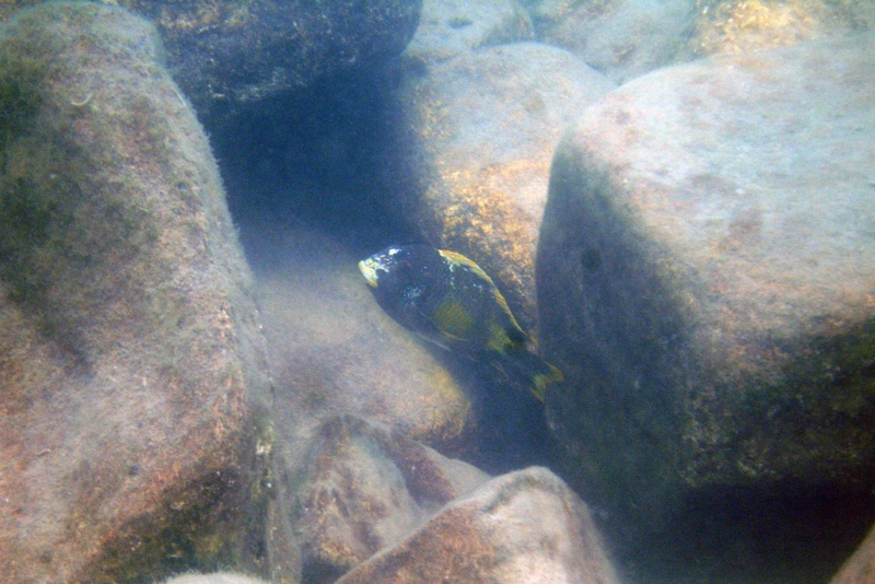 Tropheus moorii 'Kalambo Lodge' Kushangaza